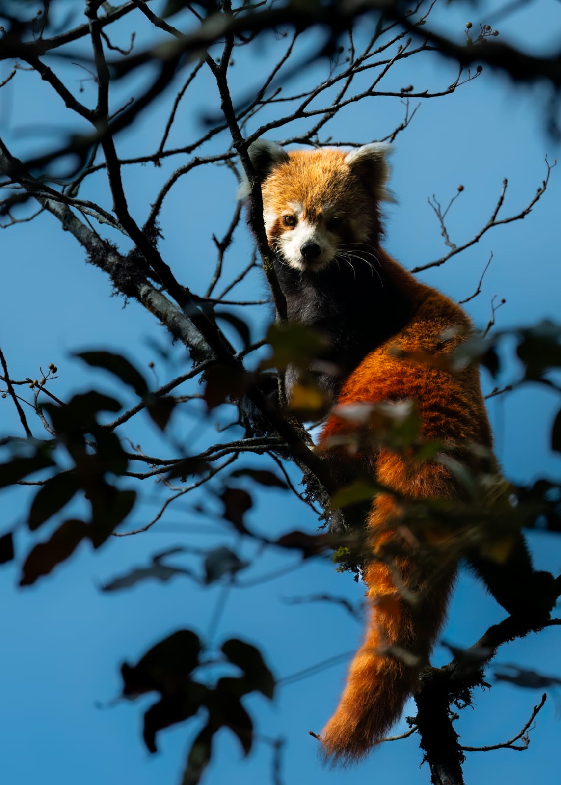 RED PANDA EXPEDITION- 06.11.24