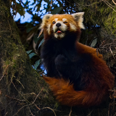 RED PANDA & BIRDING EXPEDITION - 09.04.24
