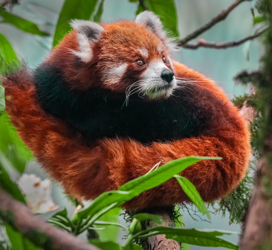 RED PANDA & BIRDING EXPEDETION - 01.04.2024